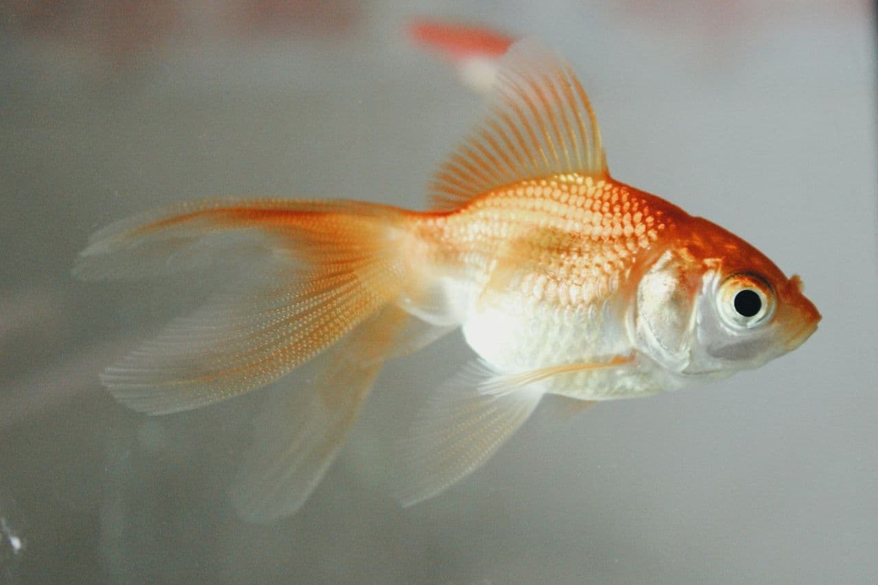 阿根廷法院裁定寿司店金鱼为有感知生物，获准迁至2500升水族箱