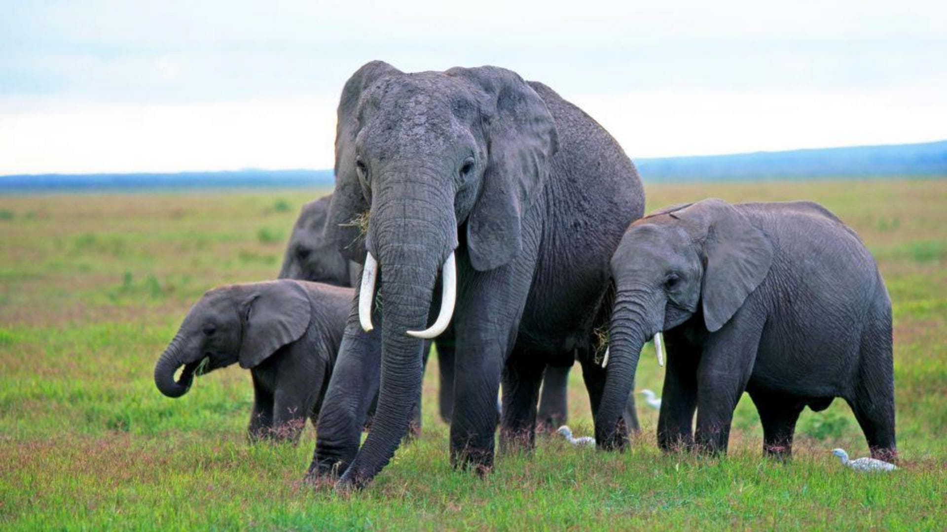Kenyan Officials Suspect Pesticides Killed 15 Elephants Near Amboseli