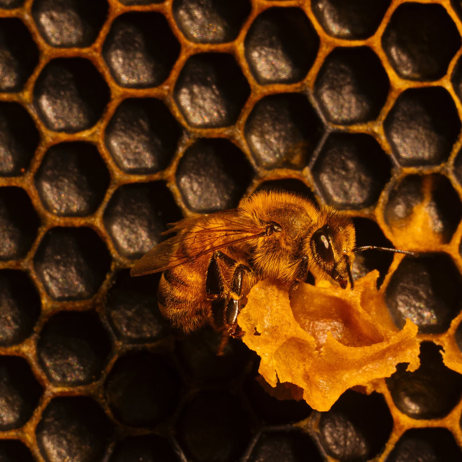Veterinary Students Learn to Treat Honeybees