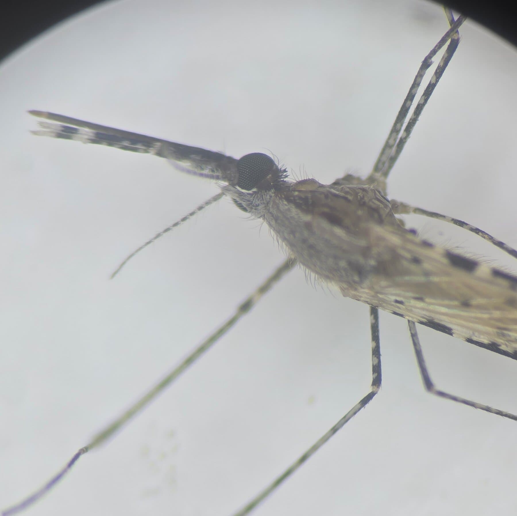 Scientists Scramble to Blunt Risk of Insecticide-resistant Malaria Mosquito Spreading in Africa
