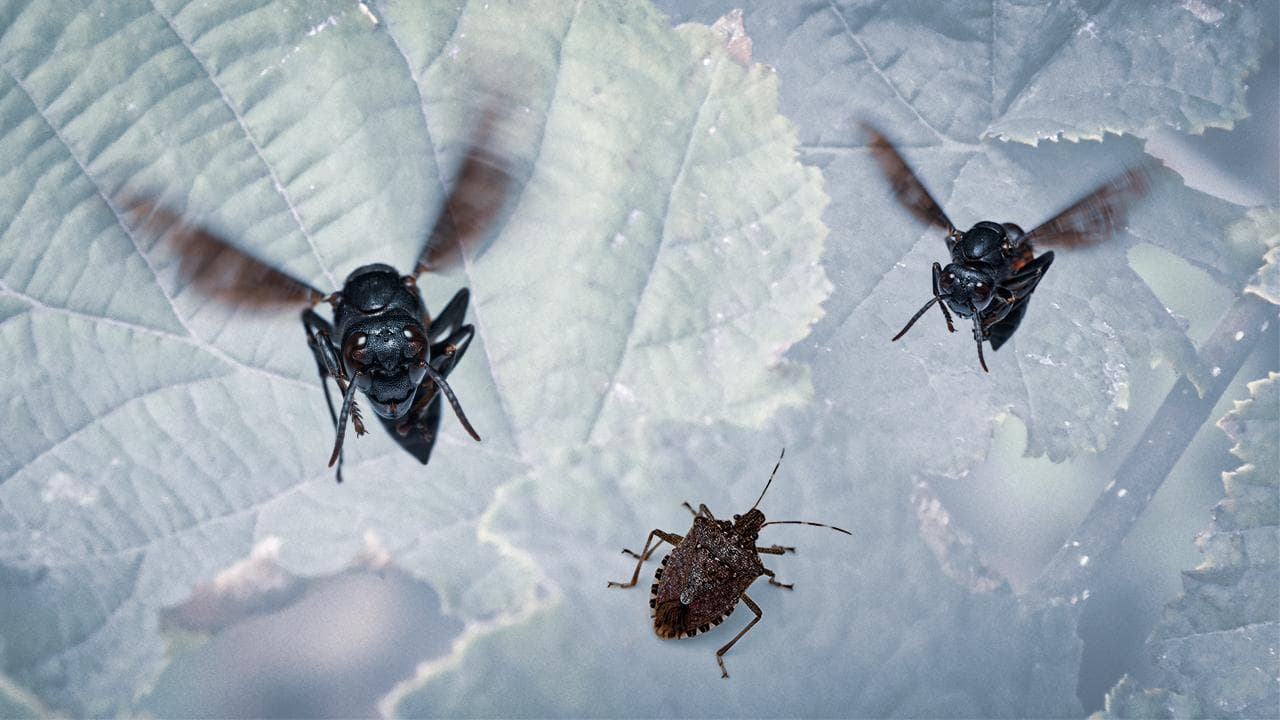 Türkiye Expands Samurai Wasp Releases to Combat Brown Marmorated Stink Bug