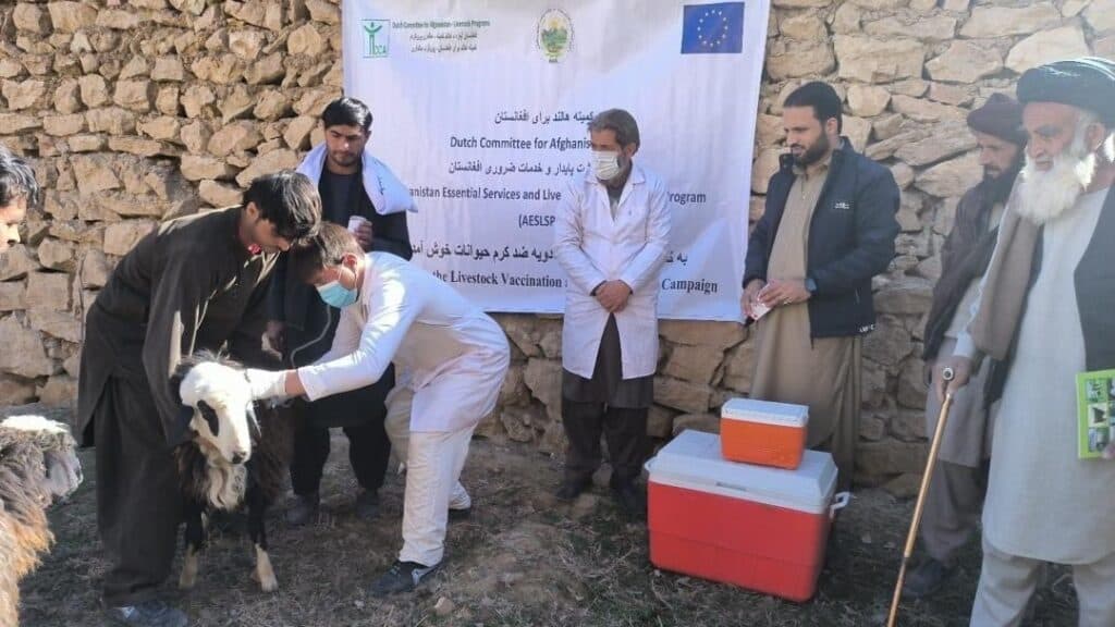 La Unión Europea Compromete 11 Millones de Euros Para Impulsar La Ganadería y La Seguridad Alimentaria En Afganistán