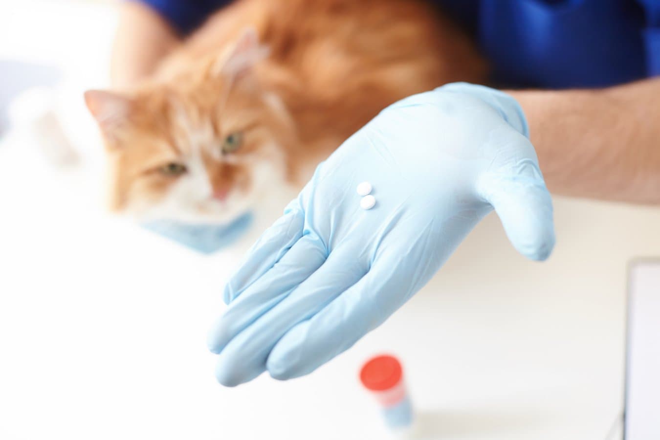 Report Urges Caution on Pet Parasite Drugs Over Wildlife Risks