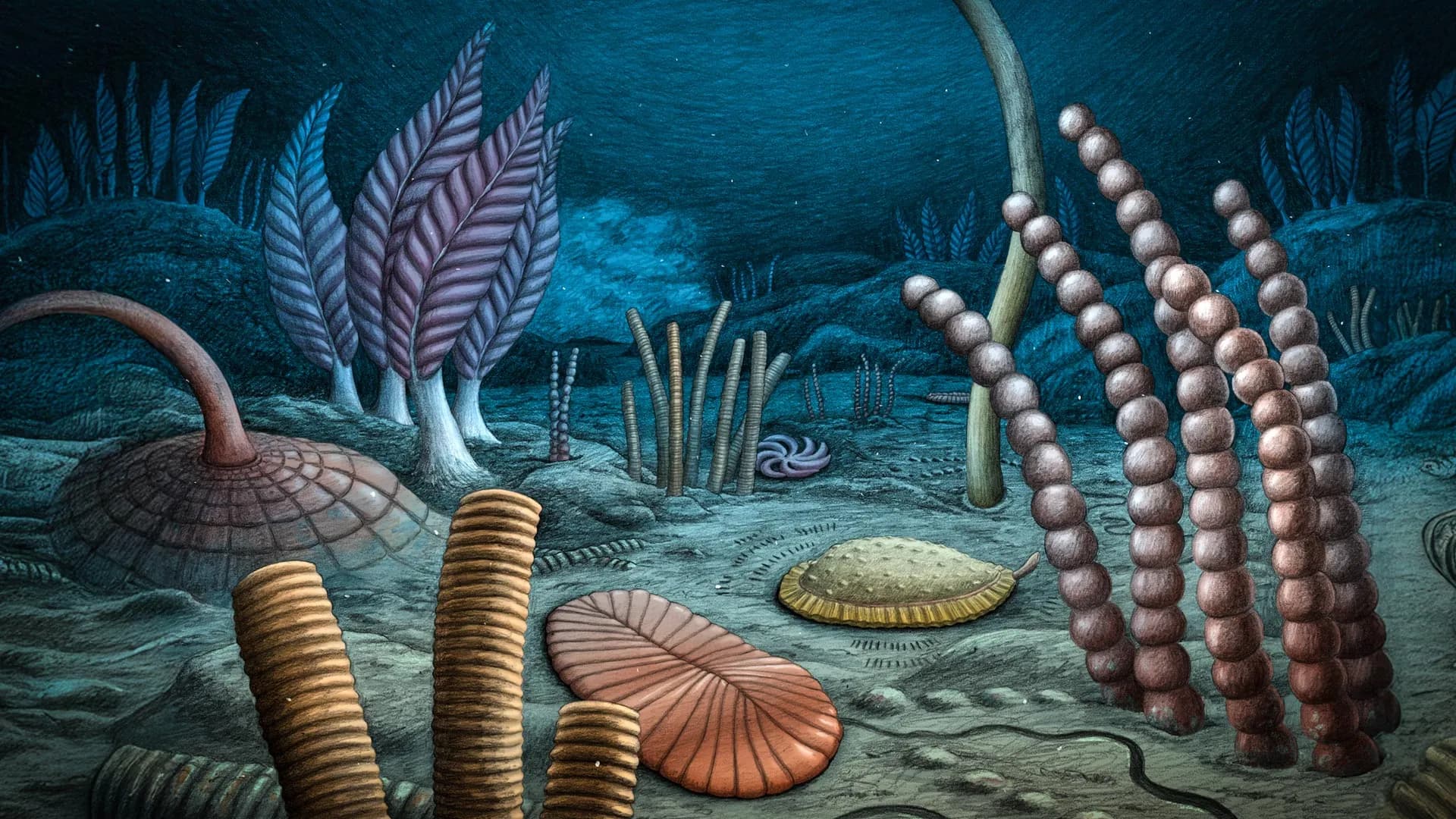 Ediacaran Biyotasına Ait 100'den Fazla Fosil Keşfedildi