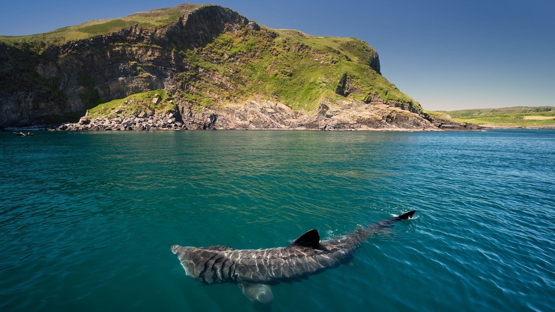 Basking Sharks Gather So Close to Shore That Visitors Can Nearly Touch Them